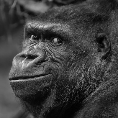 Gorilla © Darío Sastre